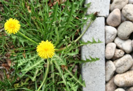 Common Types of Garden Weeds and Pests