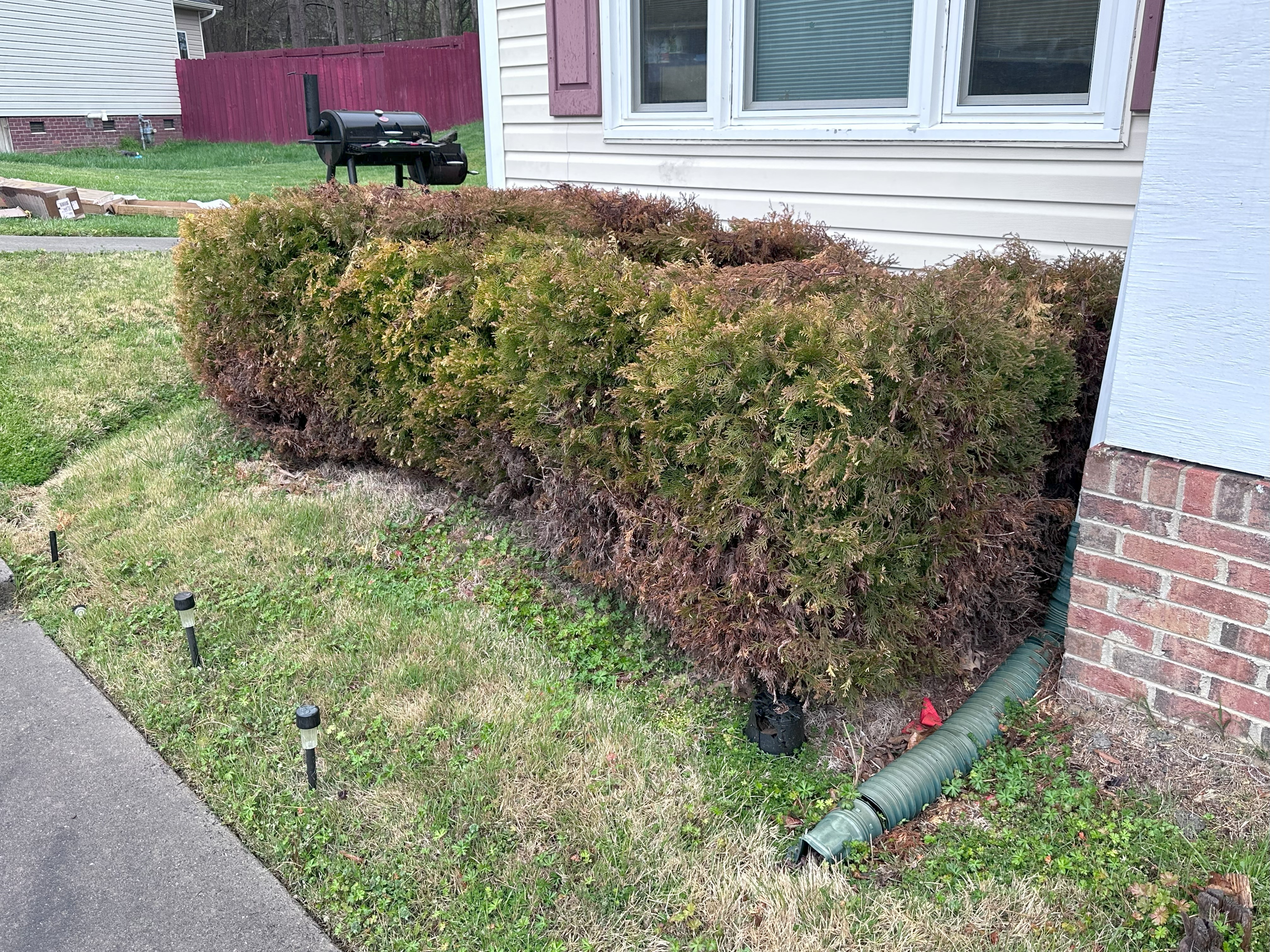 Top Tier Bush Removal Service Preformed in Gastonia, NC